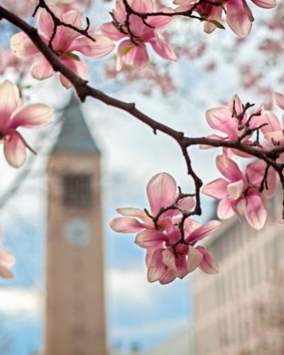 Magnolia blooms