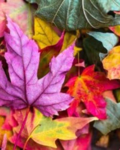 fall leaves