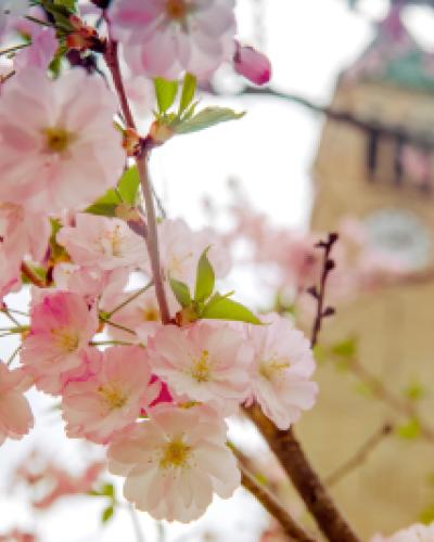 Clock tower and tree in bloom Cornell campus